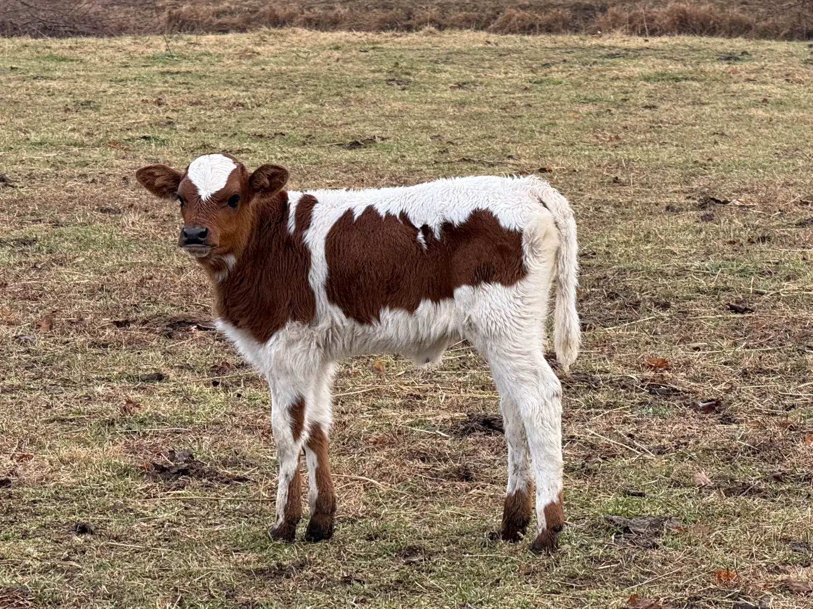 Calves We've Raised at Fun-EE Farm Longhorns