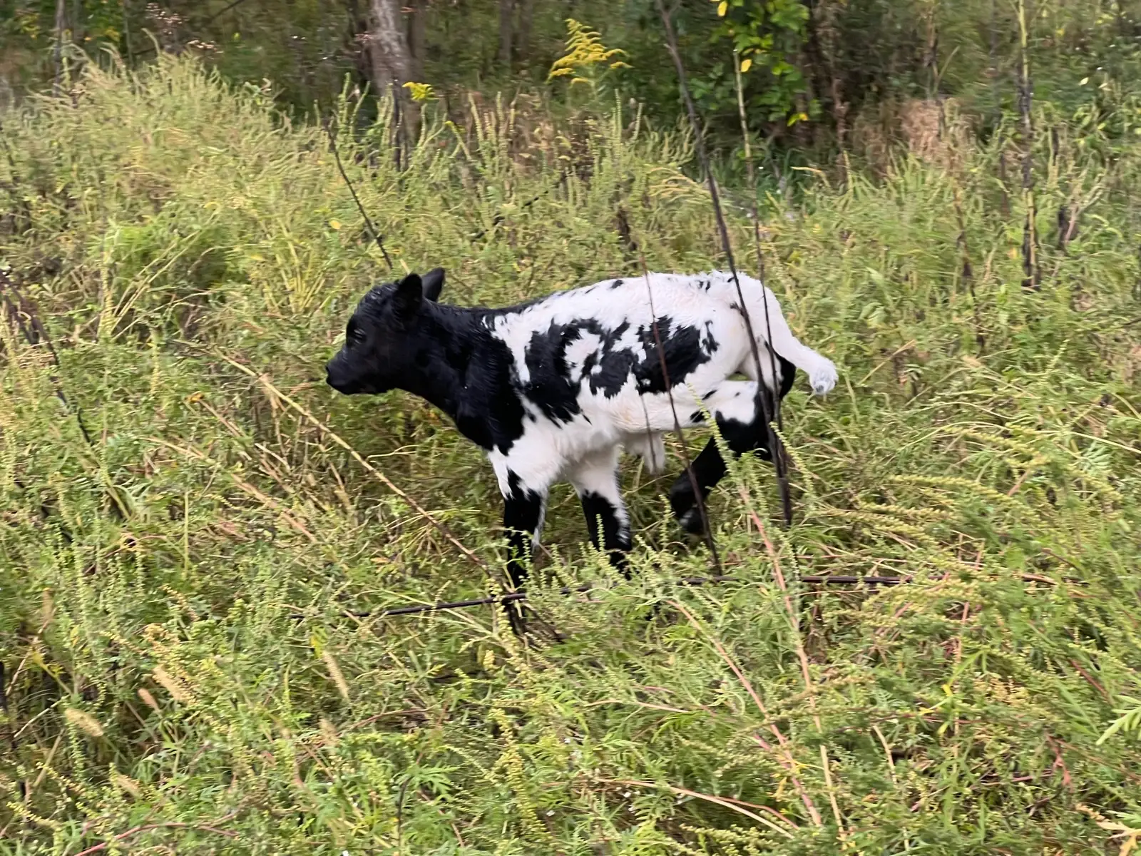 Calves We've Raised at Fun-EE Farm Longhorns