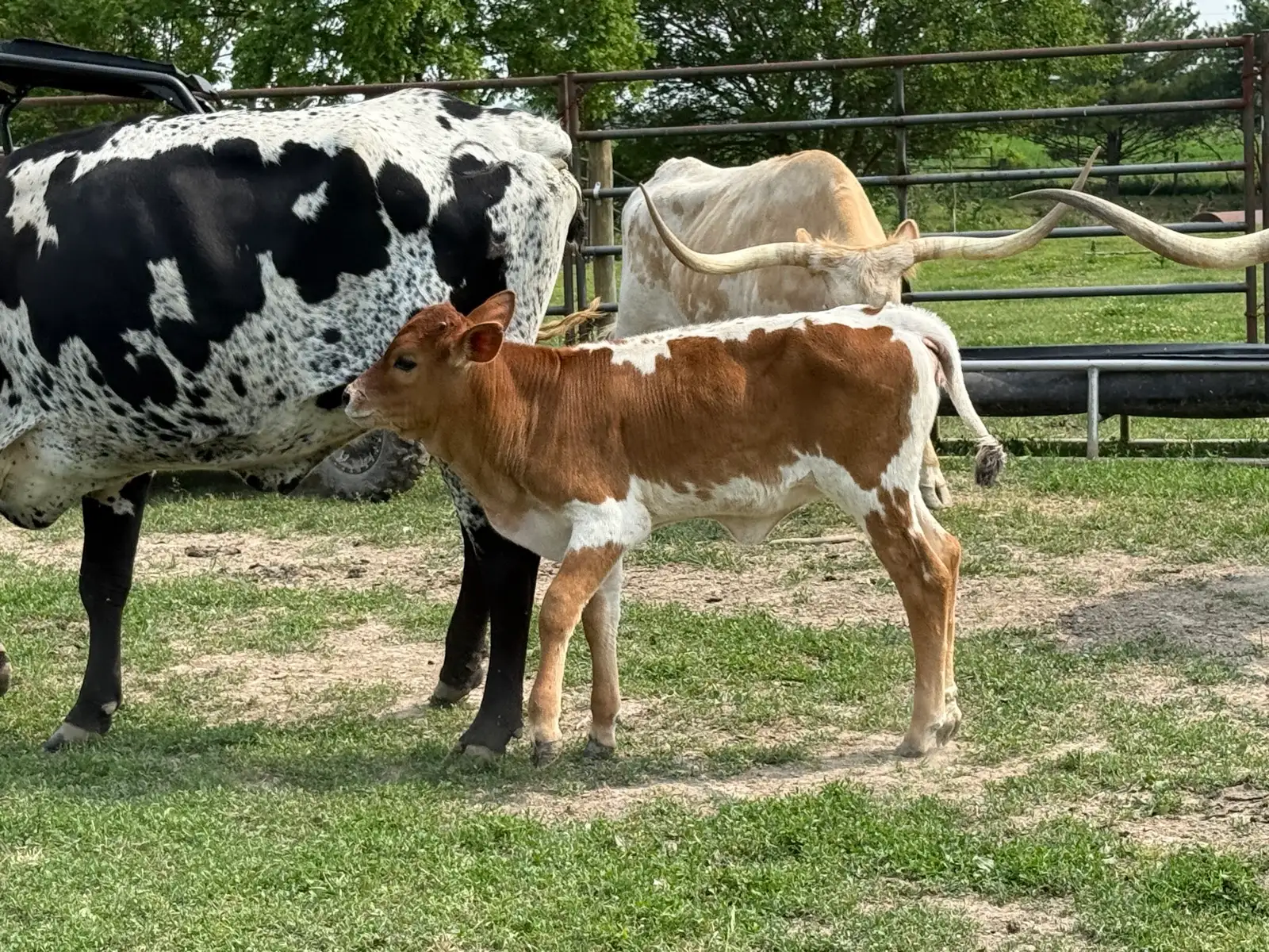 Calves We've Raised at Fun-EE Farm Longhorns