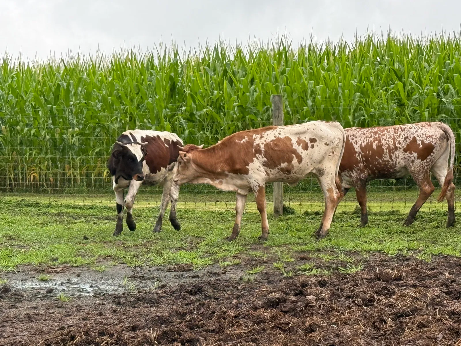 M.C. Joyful, young Texas Longhorn heifer