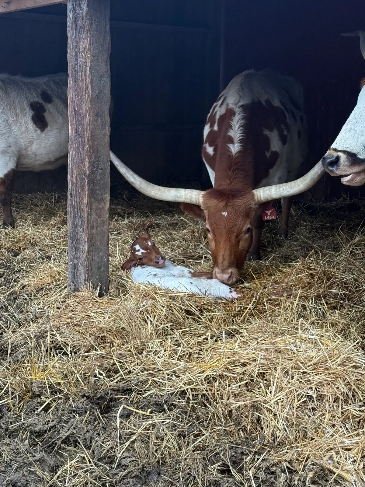 Calves We've Raised at Fun-EE Farm Longhorns