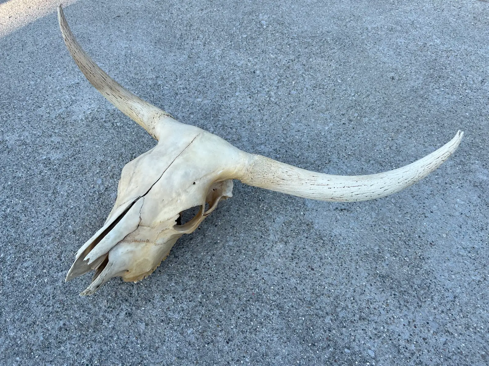Shows & Skulls at Fun-EE Farm Longhorns