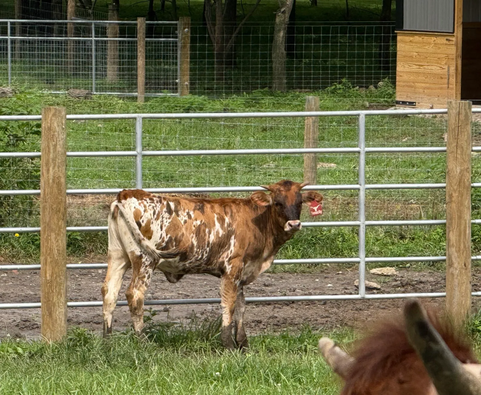 TT Super Tuff Tenacity at Fun-EE Farm