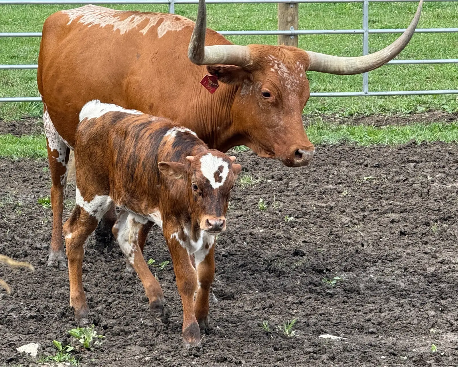 Calves We've Raised at Fun-EE Farm Longhorns