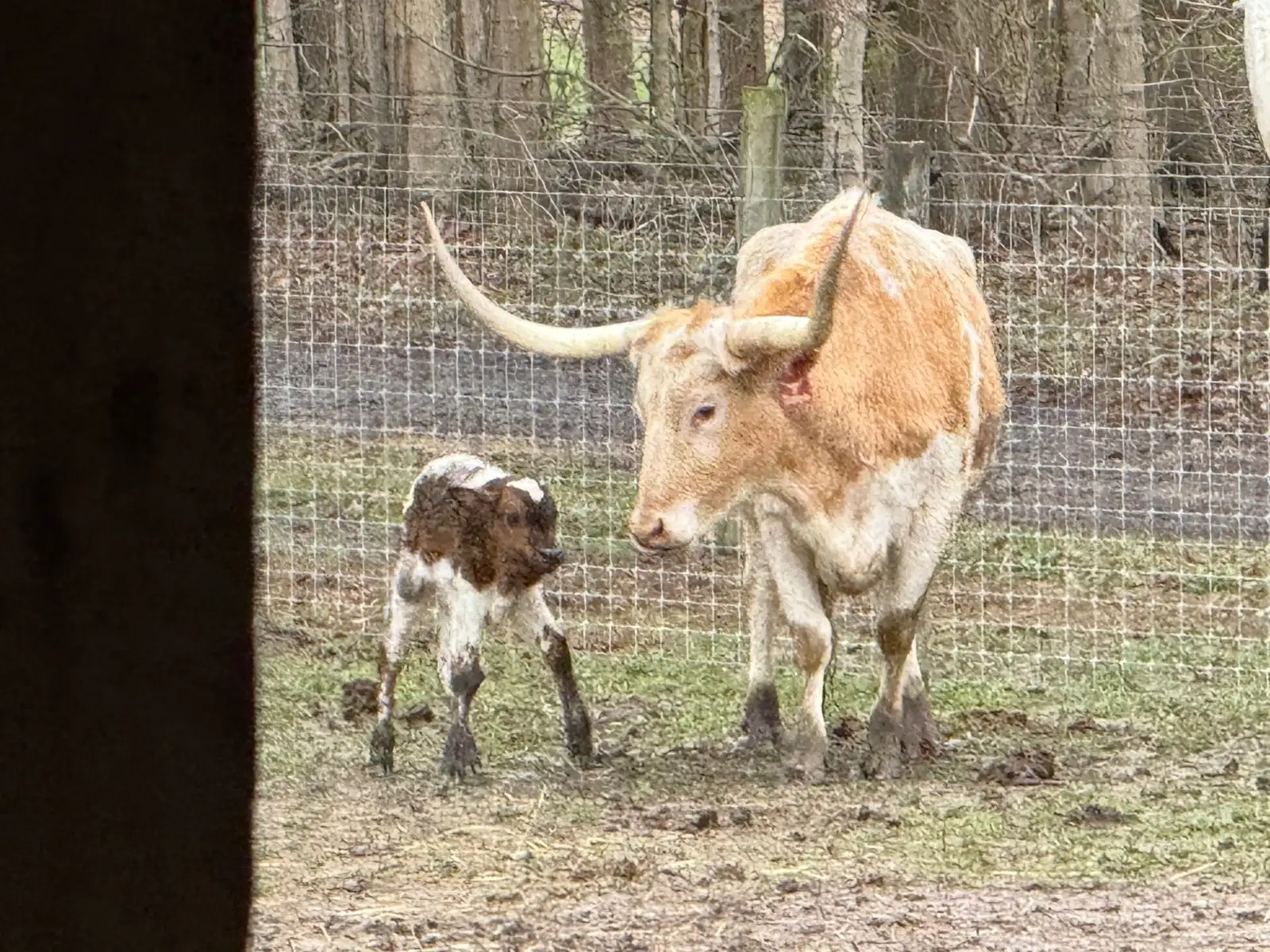 Calves We've Raised at Fun-EE Farm Longhorns