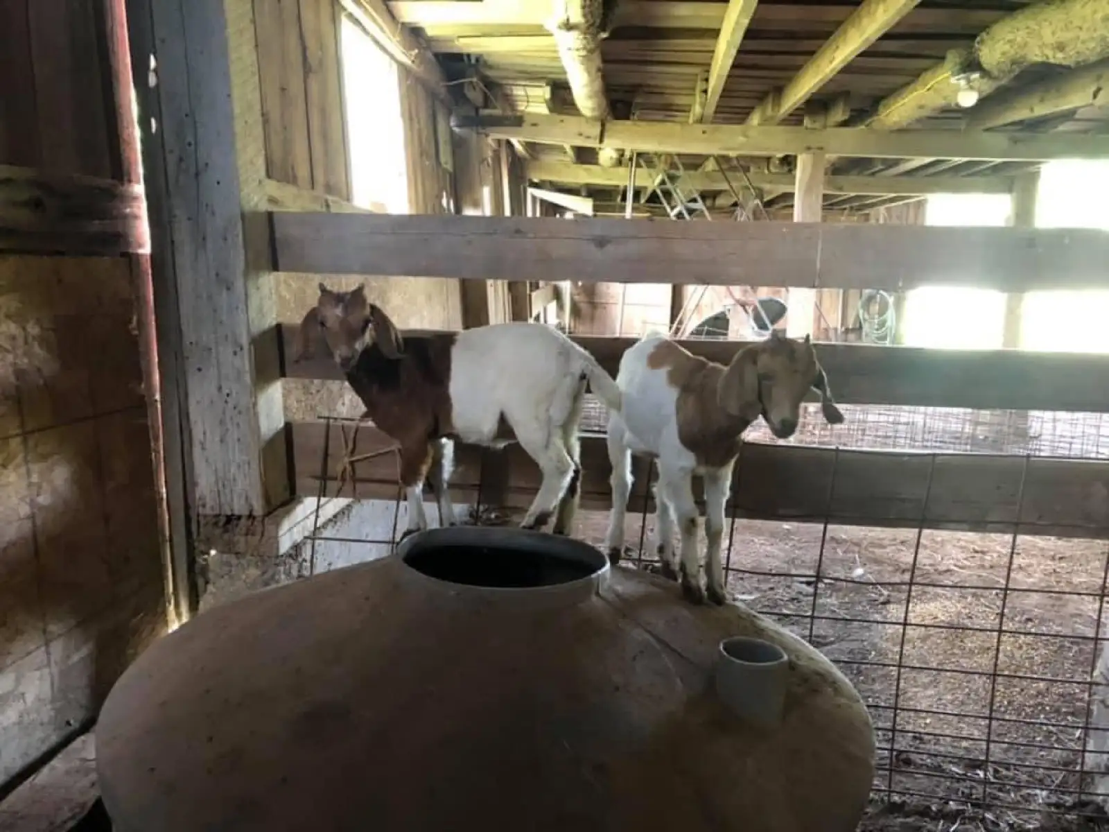 The Goats at Fun-EE Farm Longhorns