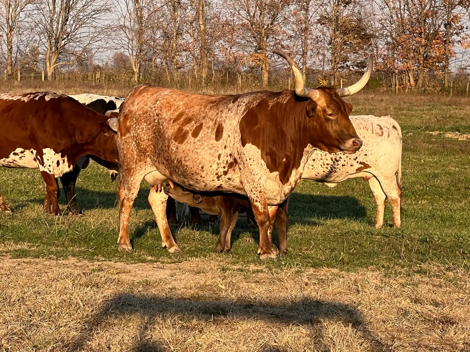 Calves We've Raised at Fun-EE Farm Longhorns