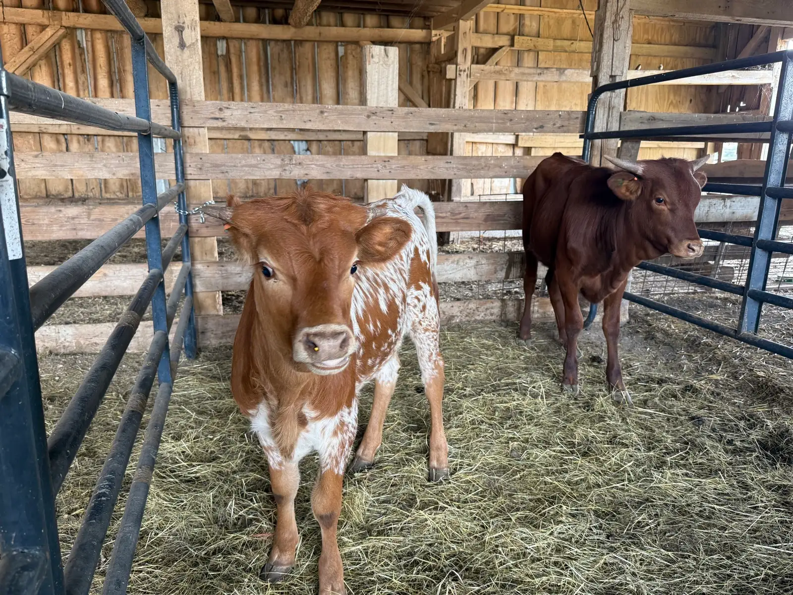 Life on the Farm at Fun-EE Farm Longhorns