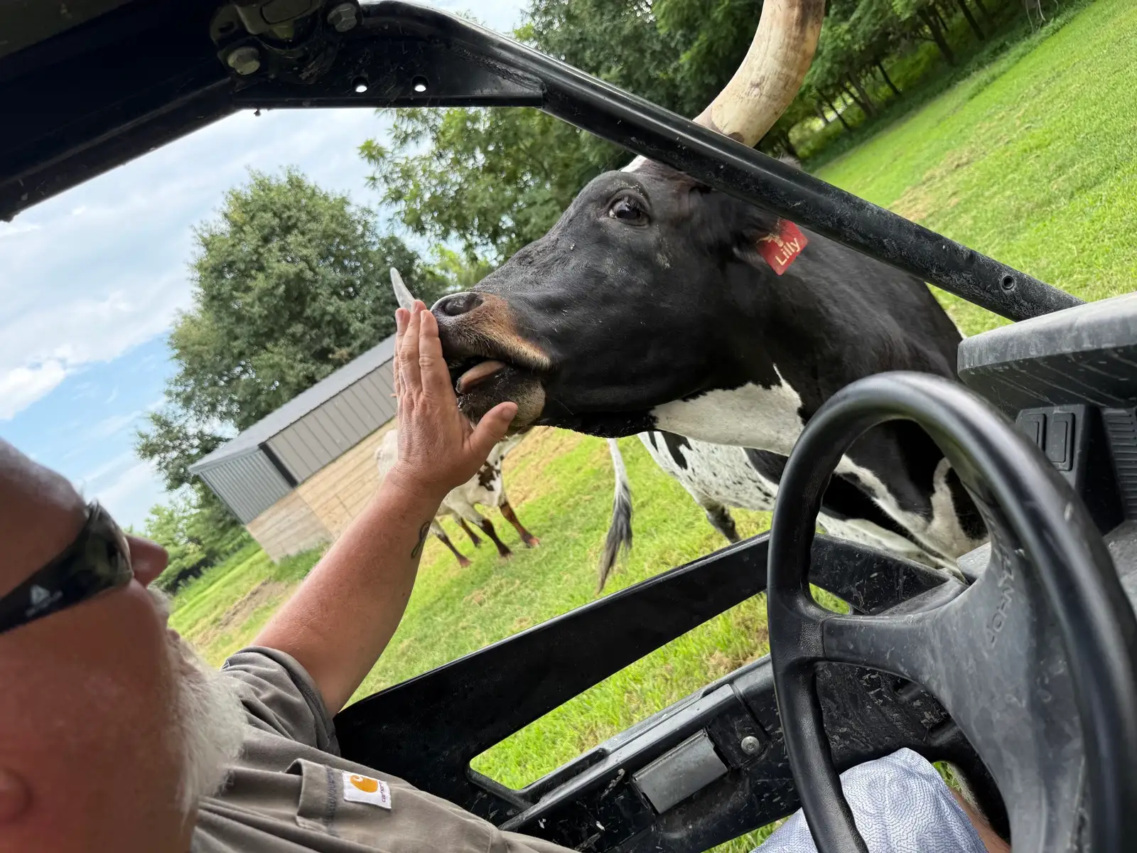 Calves We've Raised at Fun-EE Farm Longhorns