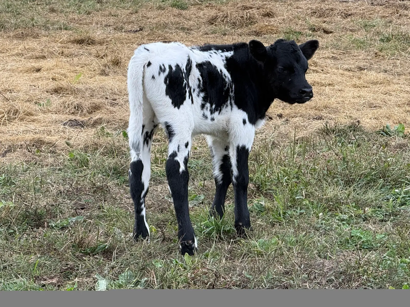 Calves We've Raised at Fun-EE Farm Longhorns