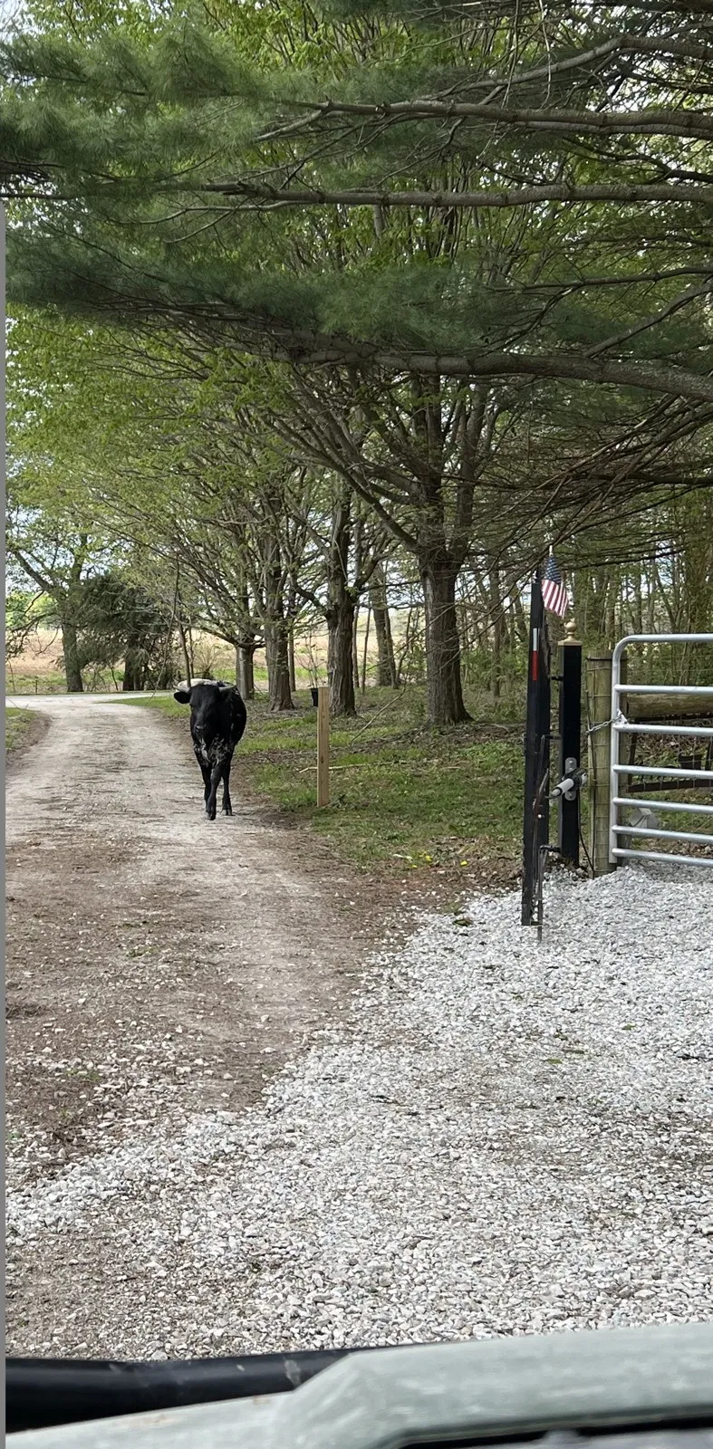 FF Promiseland Layla, black-and-white brindle Texas Longhorn cow