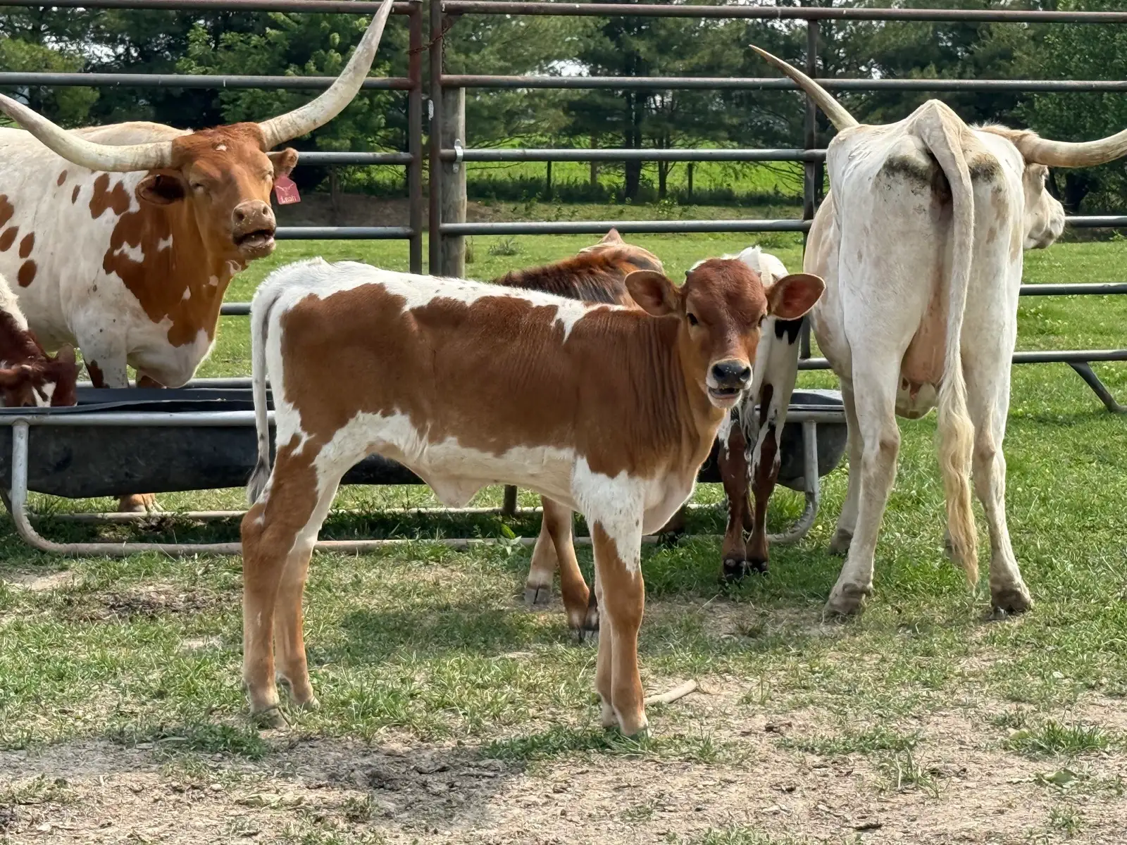 Calves We've Raised at Fun-EE Farm Longhorns