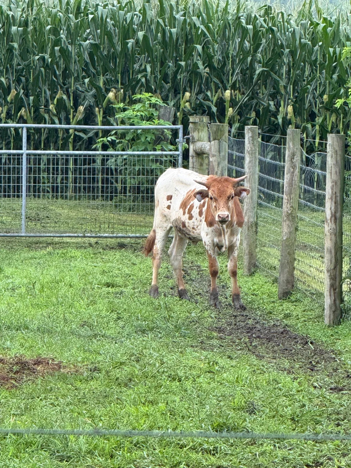 M.C. Joyful in the pasture at Fun-EE Farm