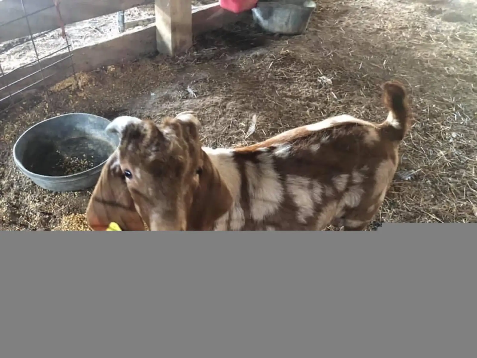The Goats at Fun-EE Farm Longhorns