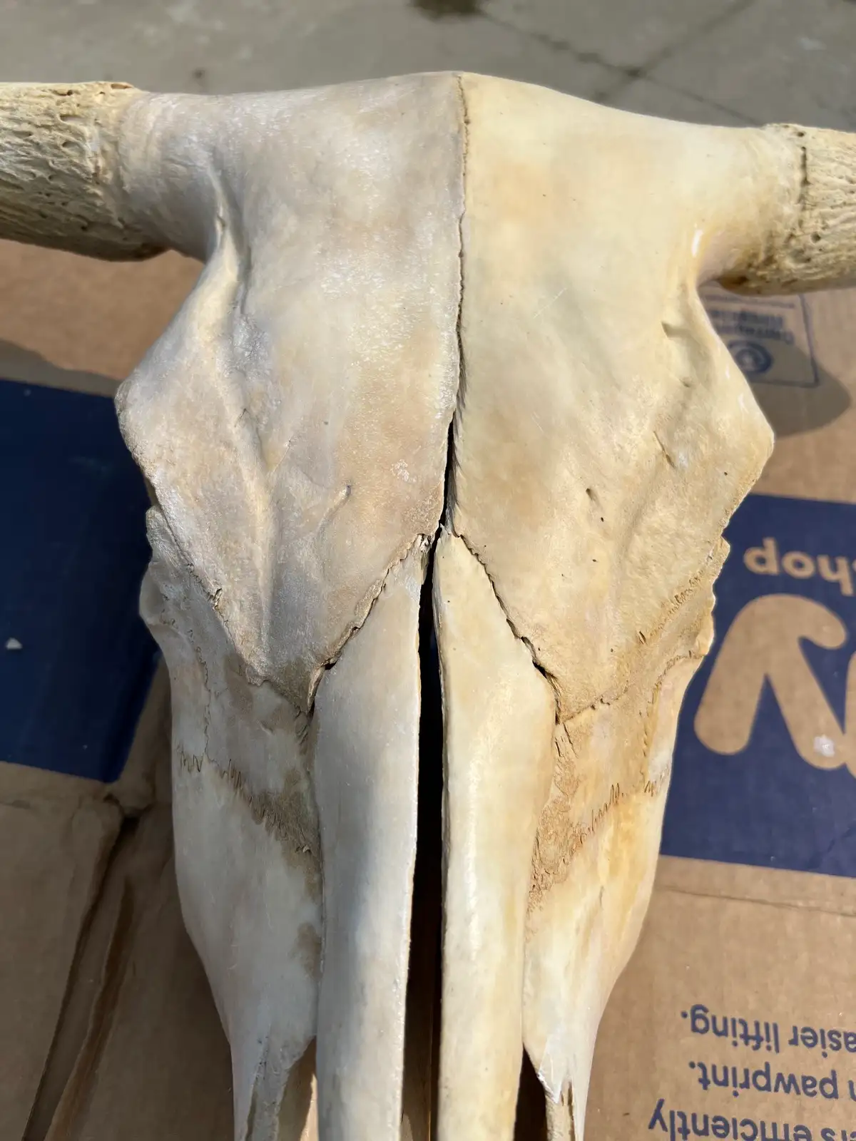 Shows & Skulls at Fun-EE Farm Longhorns