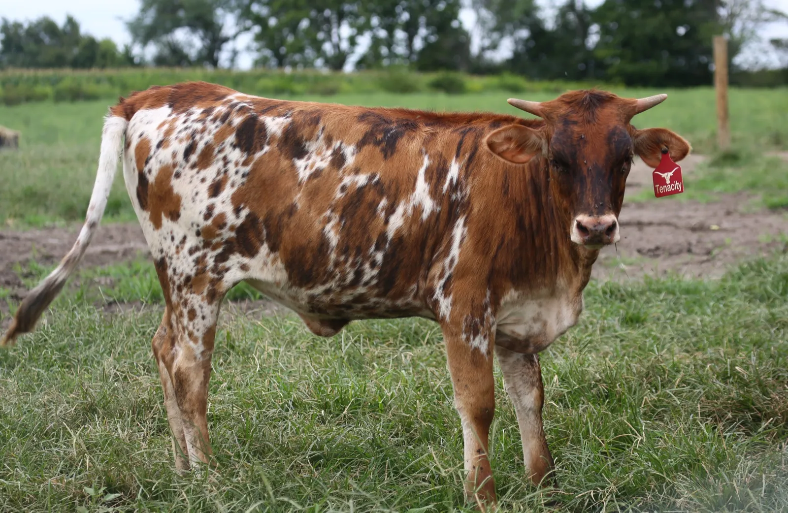 TT Super Tuff Tenacity, tri-colored Texas Longhorn heifer