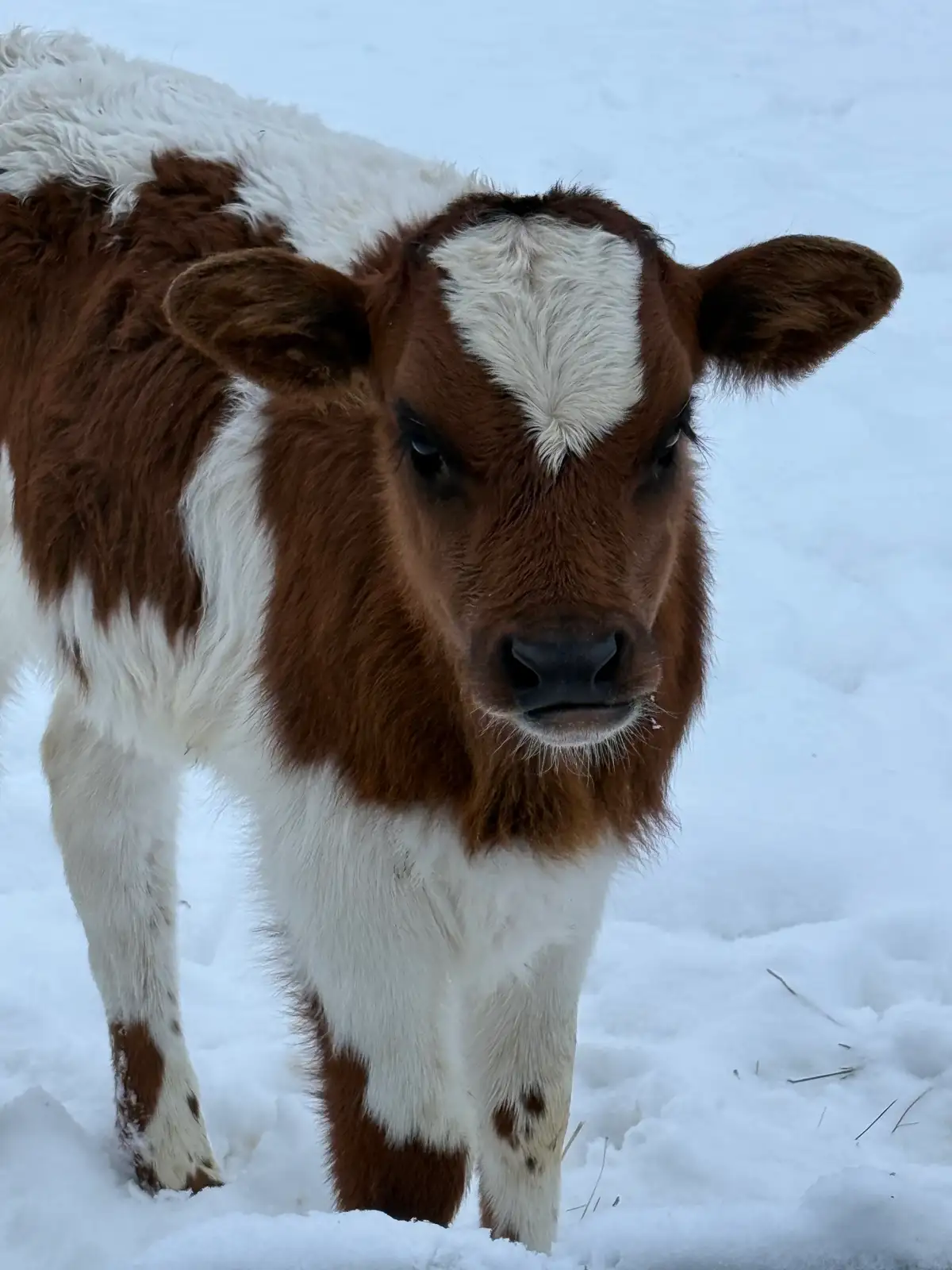Calves We've Raised at Fun-EE Farm Longhorns