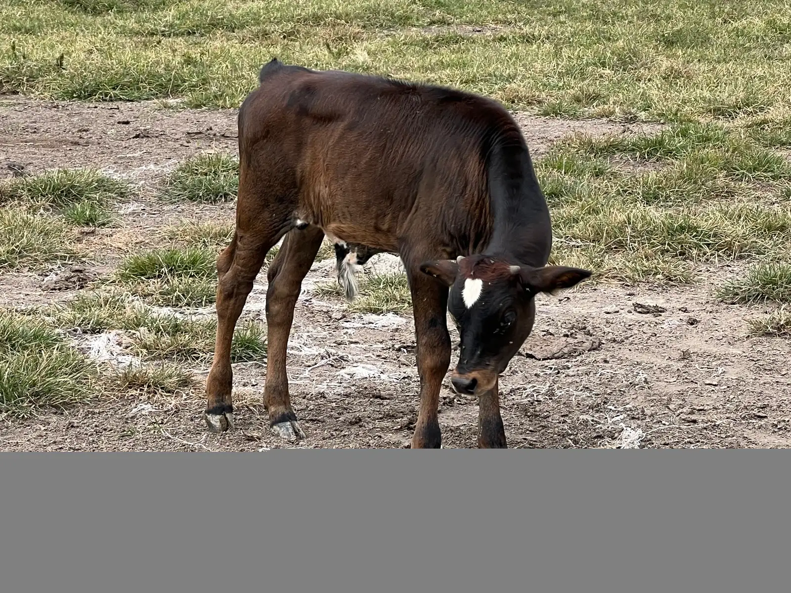 Calves We've Raised at Fun-EE Farm Longhorns