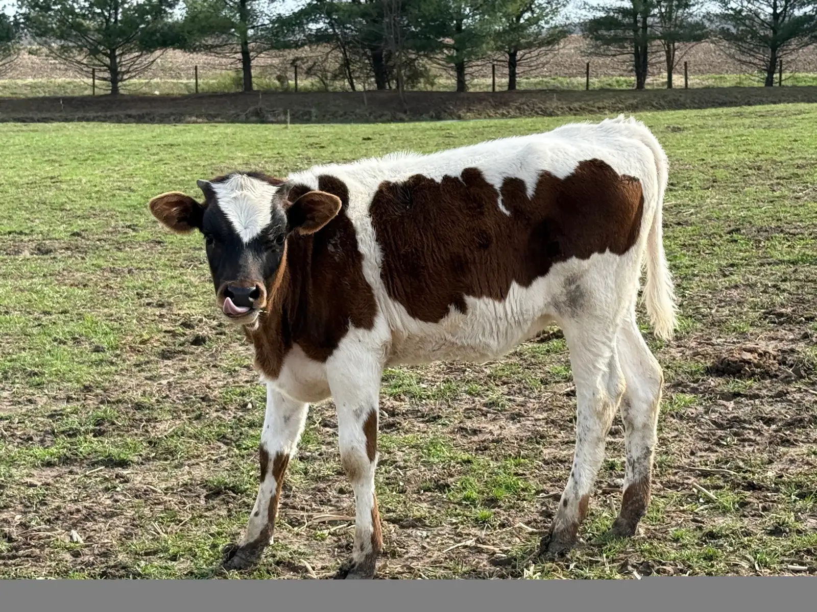 Calves We've Raised at Fun-EE Farm Longhorns