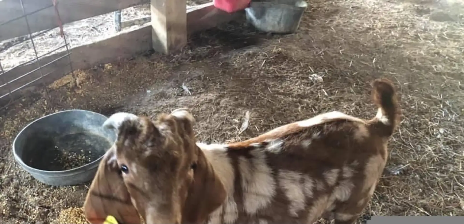 The Goats at Fun-EE Farm Longhorns