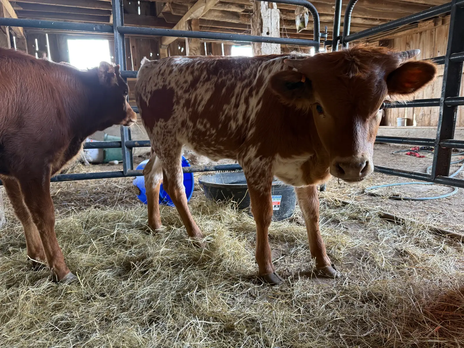 Life on the Farm at Fun-EE Farm Longhorns