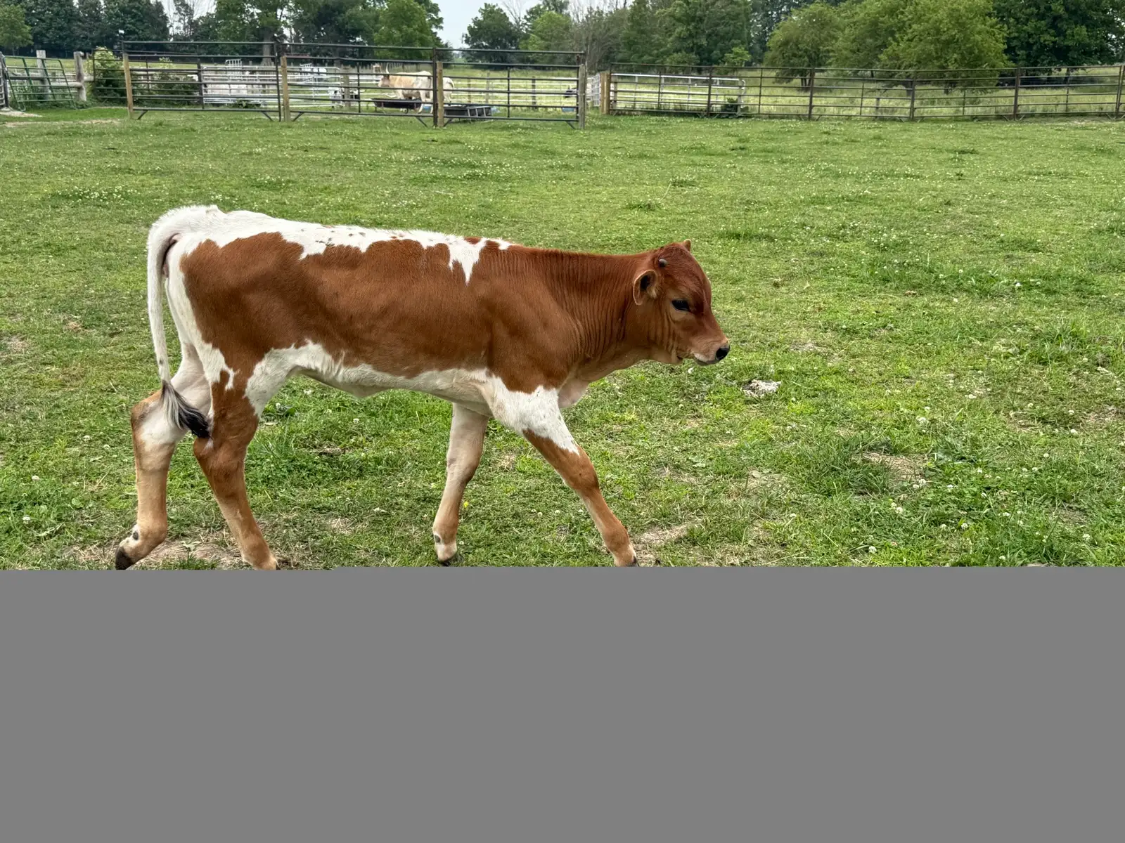 Calves We've Raised at Fun-EE Farm Longhorns