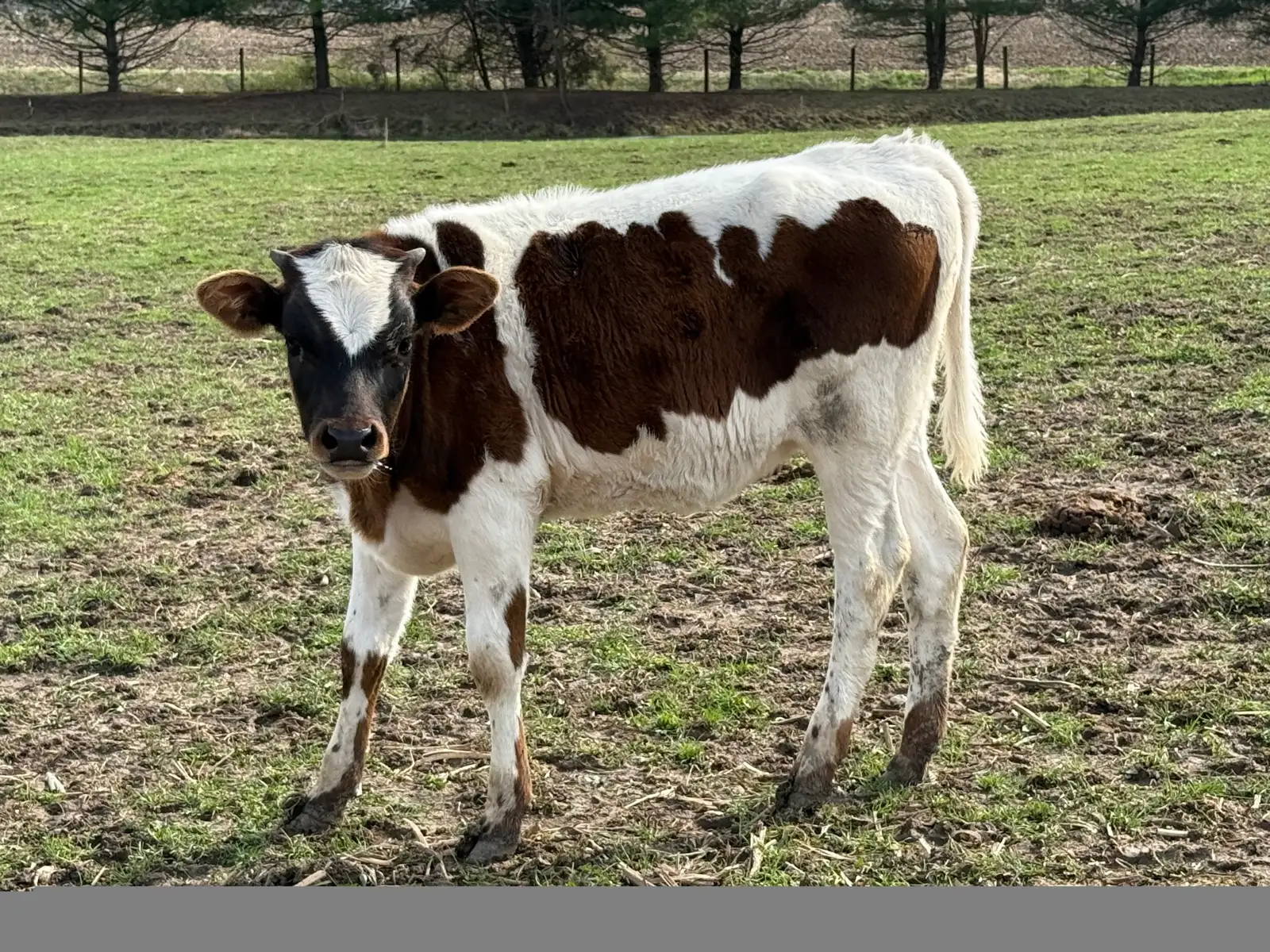 Calves We've Raised at Fun-EE Farm Longhorns