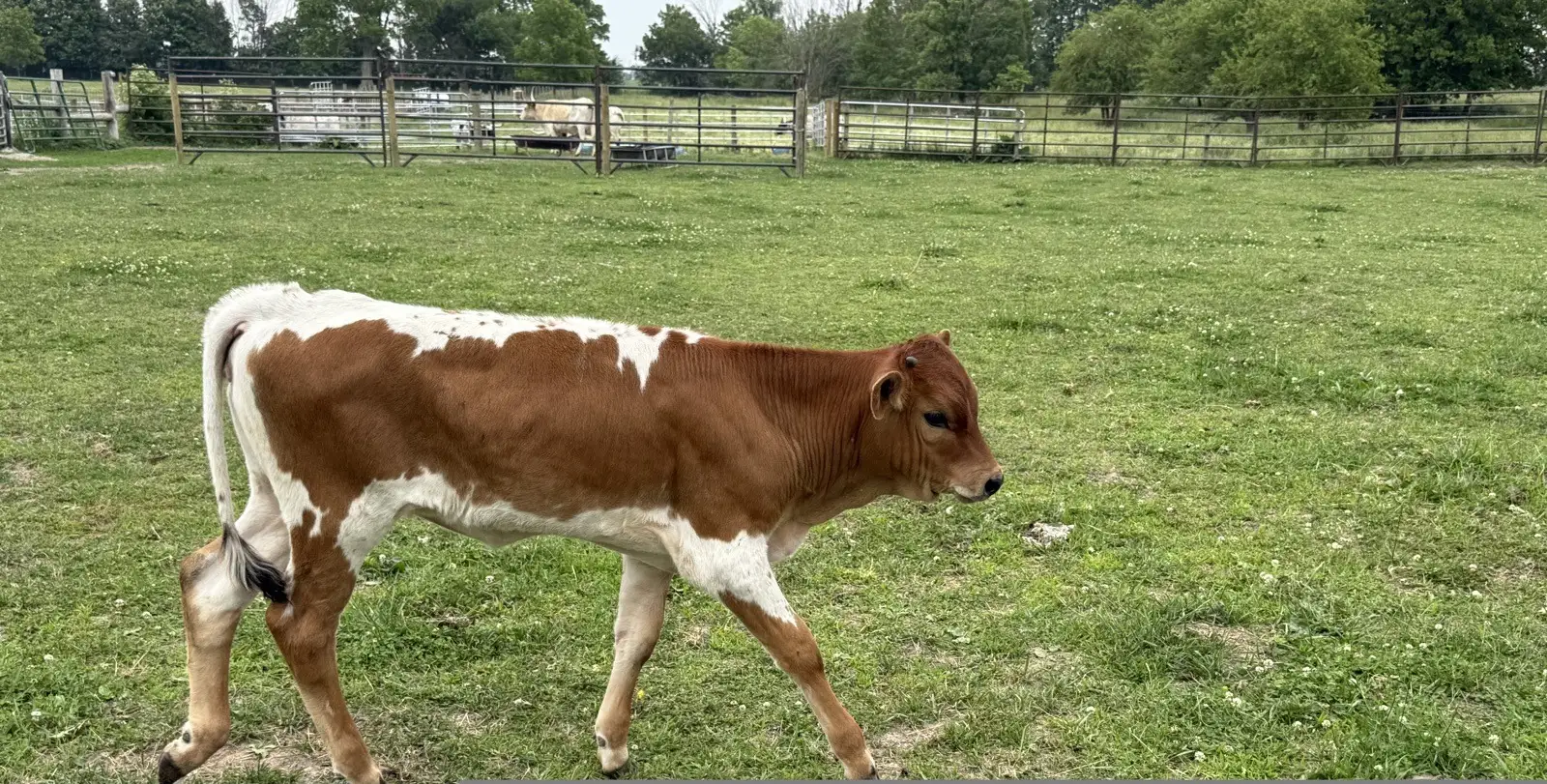 Calves We've Raised at Fun-EE Farm Longhorns