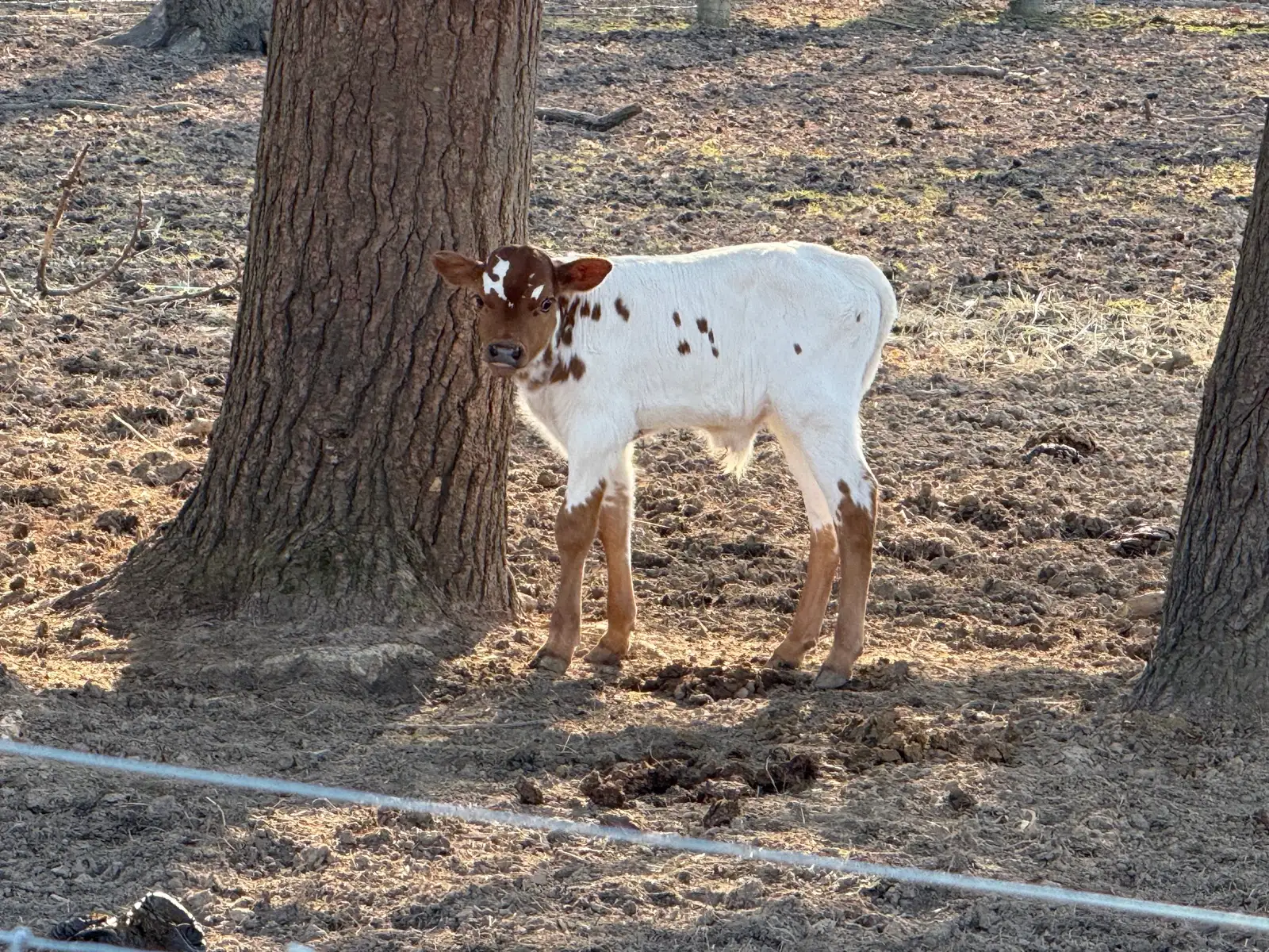 Calves We've Raised at Fun-EE Farm Longhorns