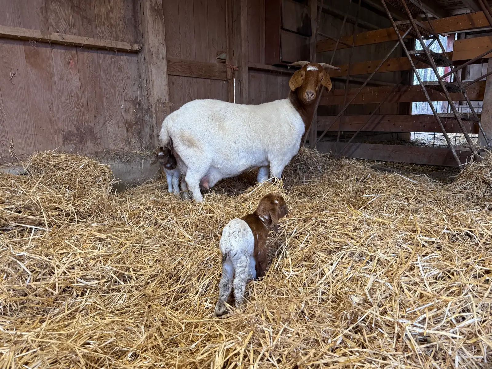 The Goats at Fun-EE Farm Longhorns