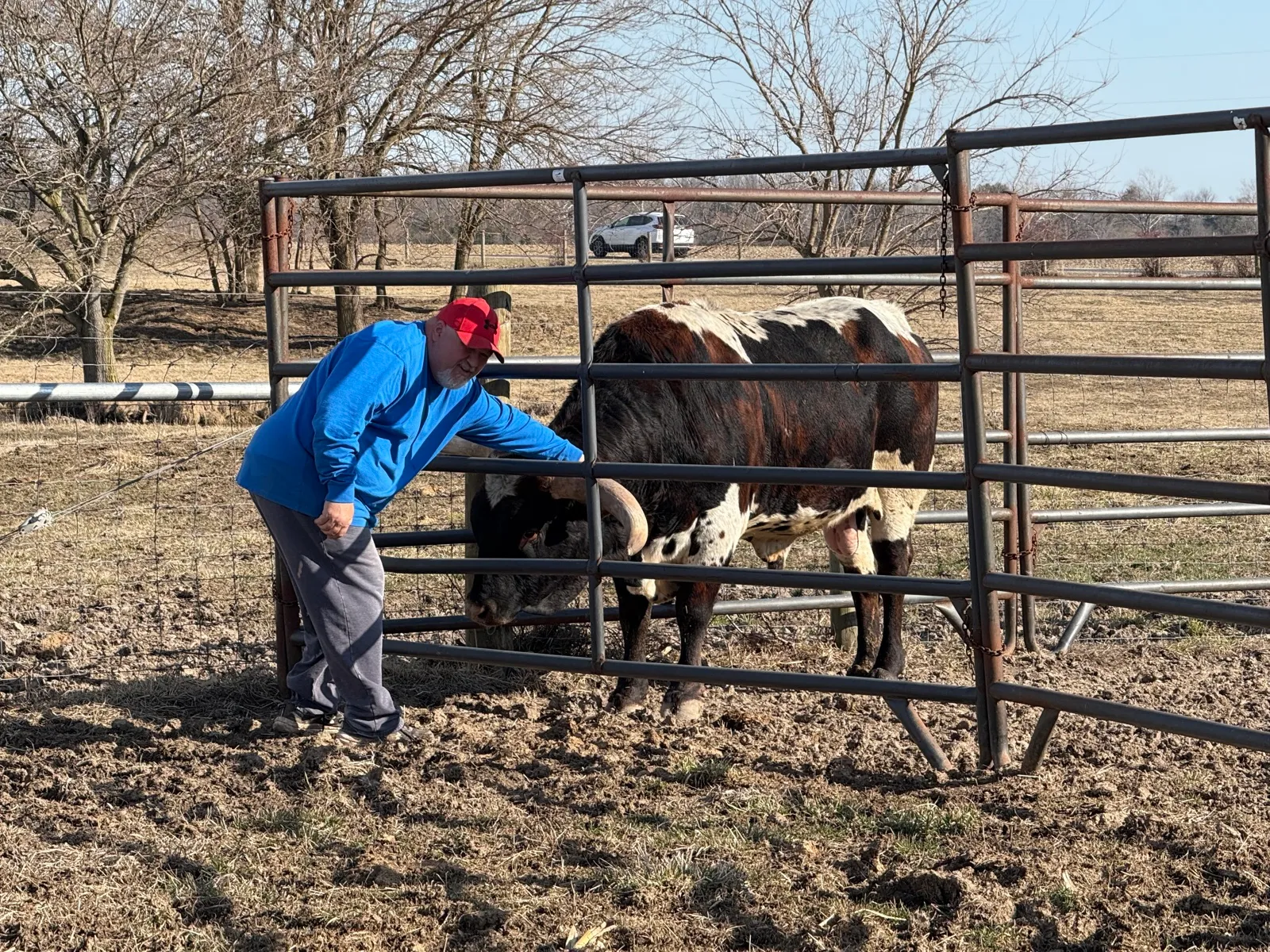 LK Rodeo Tuff Chex, brindle-and-white Texas Longhorn bull