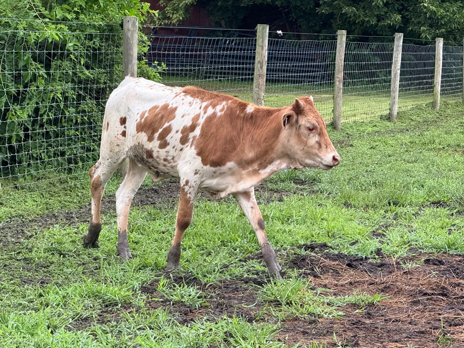 M.C. Joyful, red-and-white spotted Texas Longhorn heifer