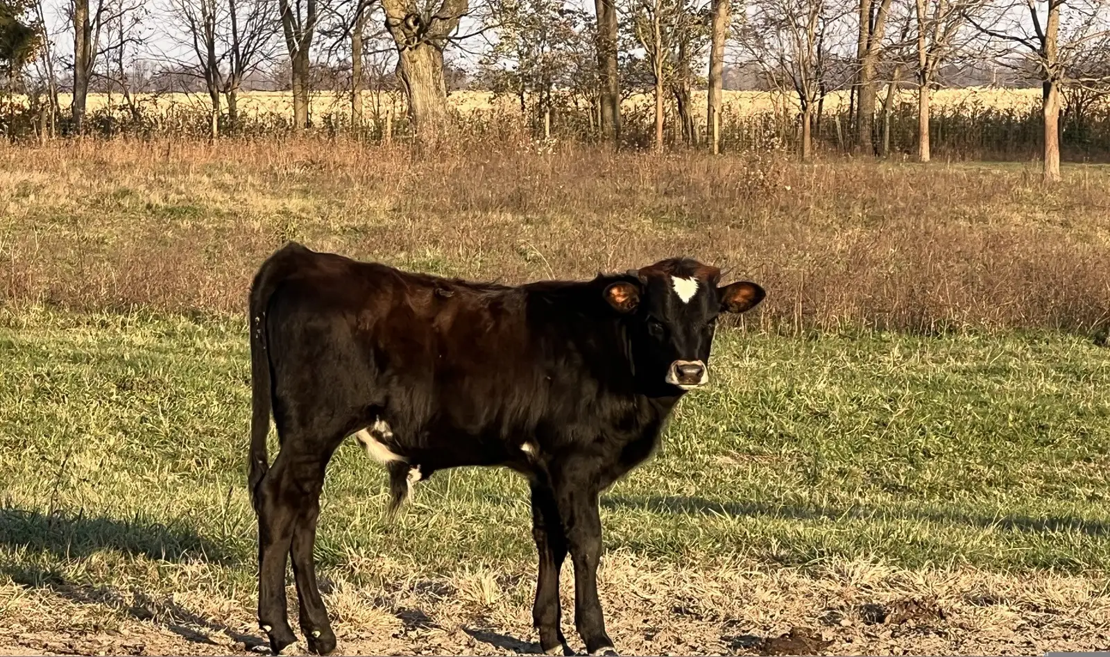 Calves We've Raised at Fun-EE Farm Longhorns