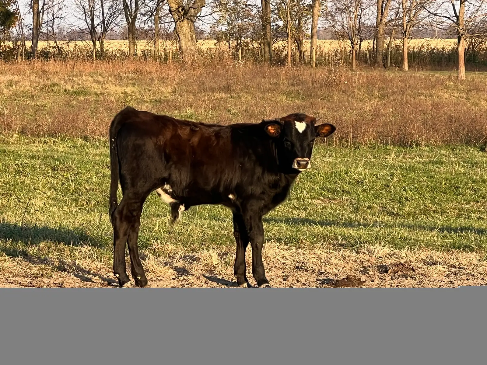 Calves We've Raised at Fun-EE Farm Longhorns