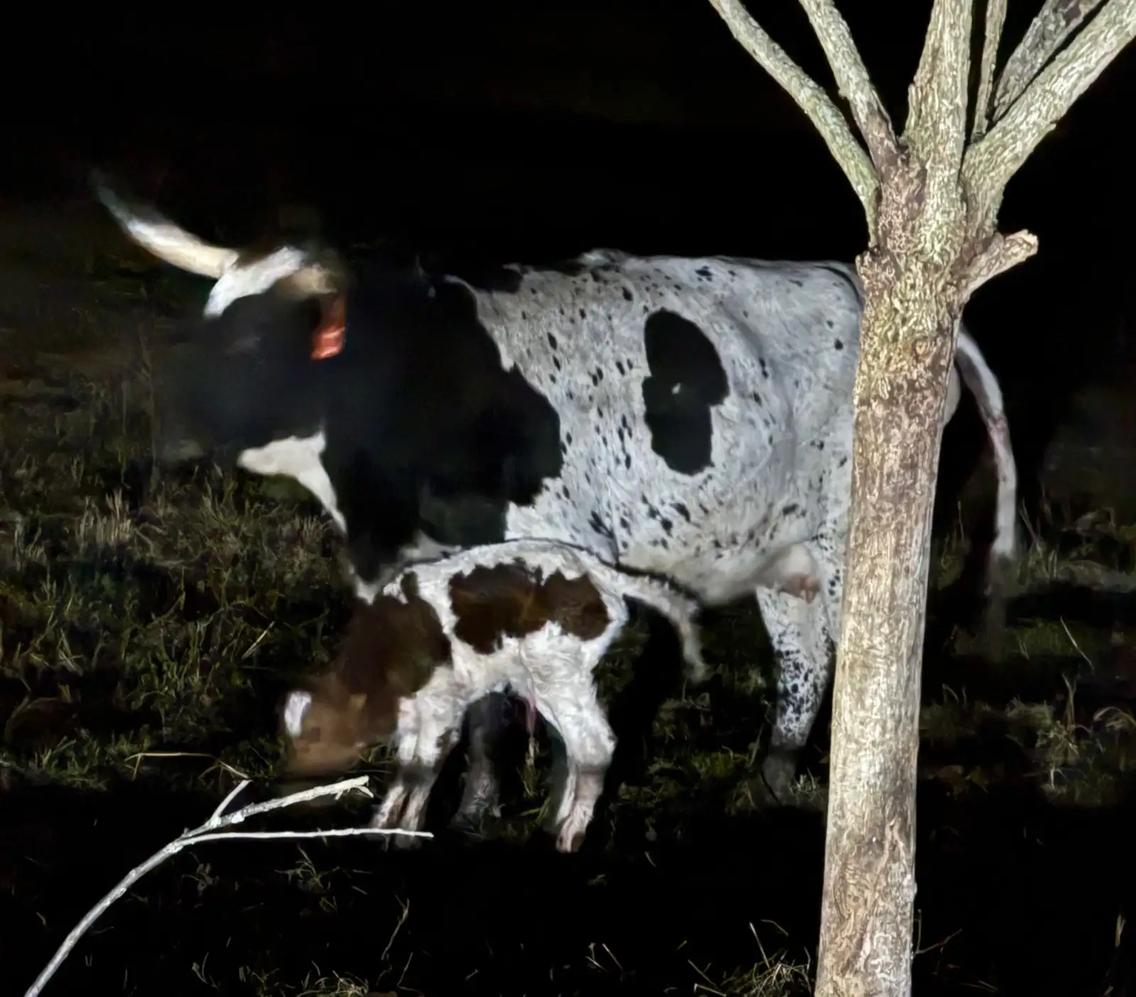Calves We've Raised at Fun-EE Farm Longhorns