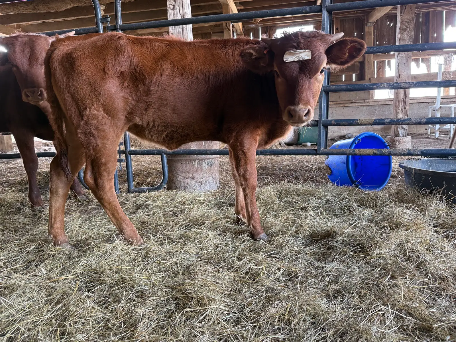 Life on the Farm at Fun-EE Farm Longhorns