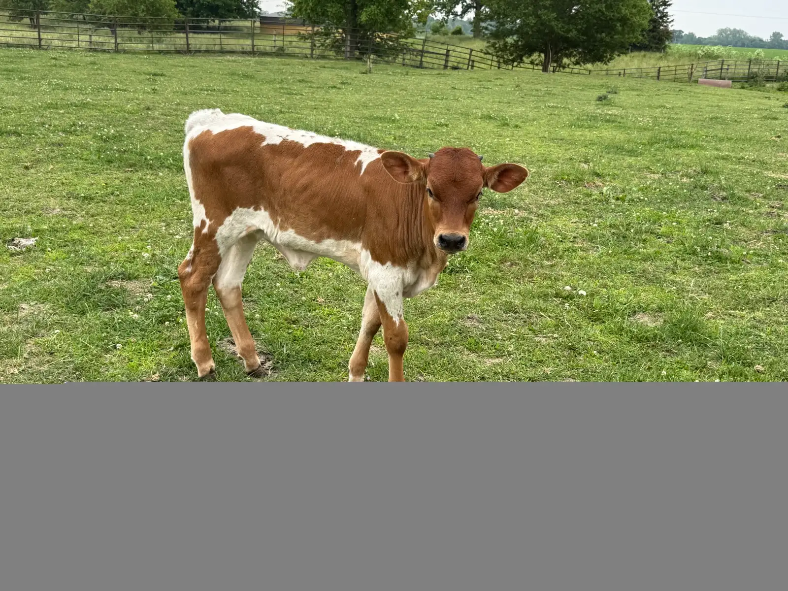 Calves We've Raised at Fun-EE Farm Longhorns