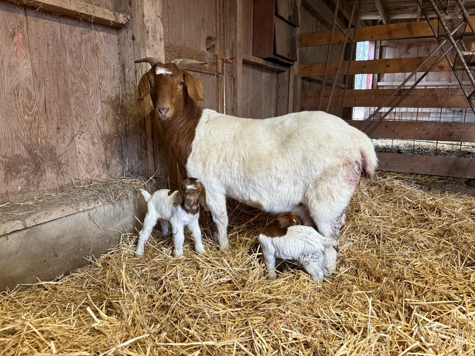The Goats at Fun-EE Farm Longhorns