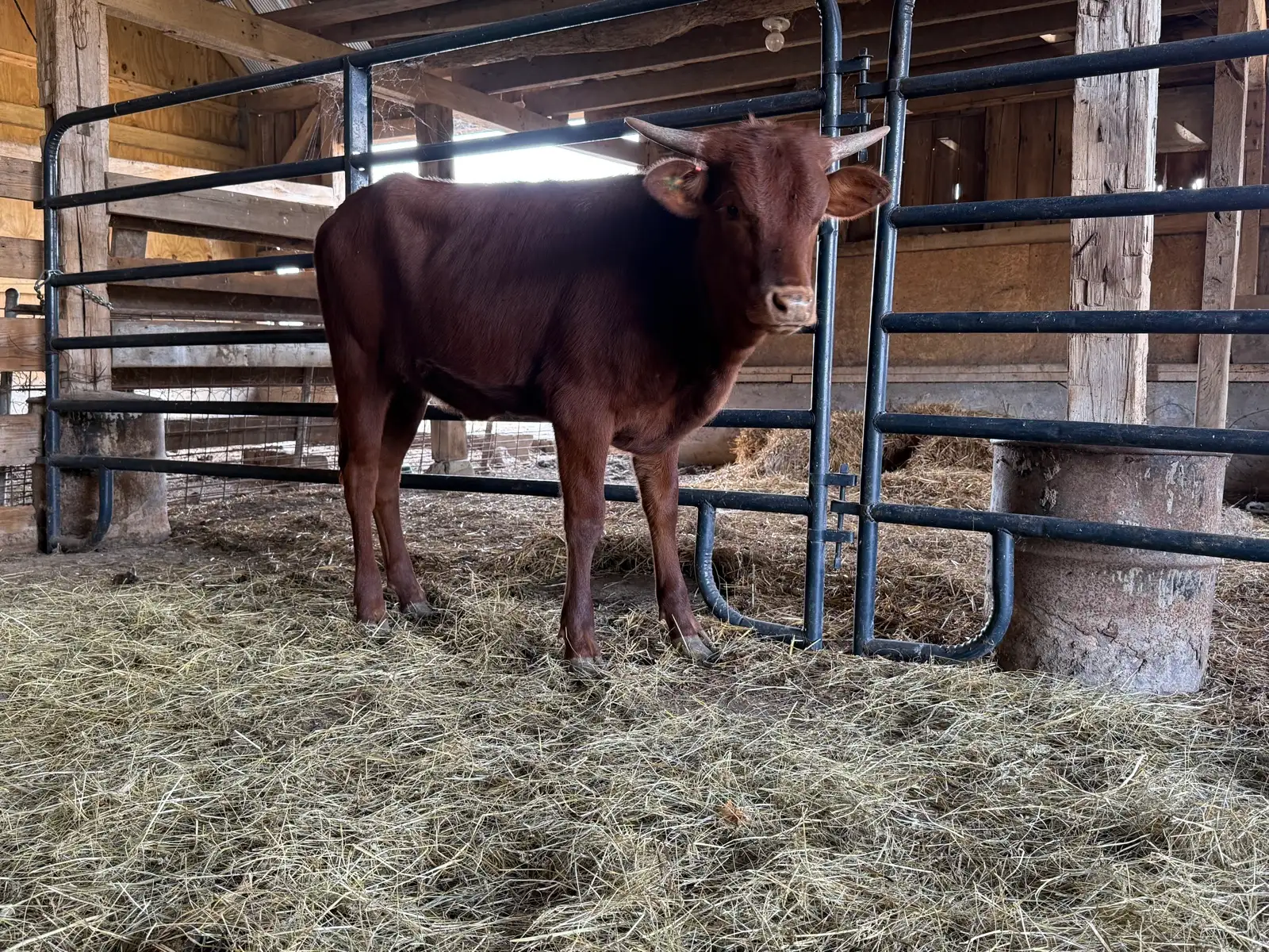 Life on the Farm at Fun-EE Farm Longhorns