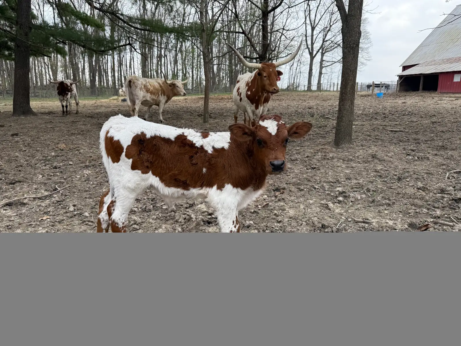 Calves We've Raised at Fun-EE Farm Longhorns