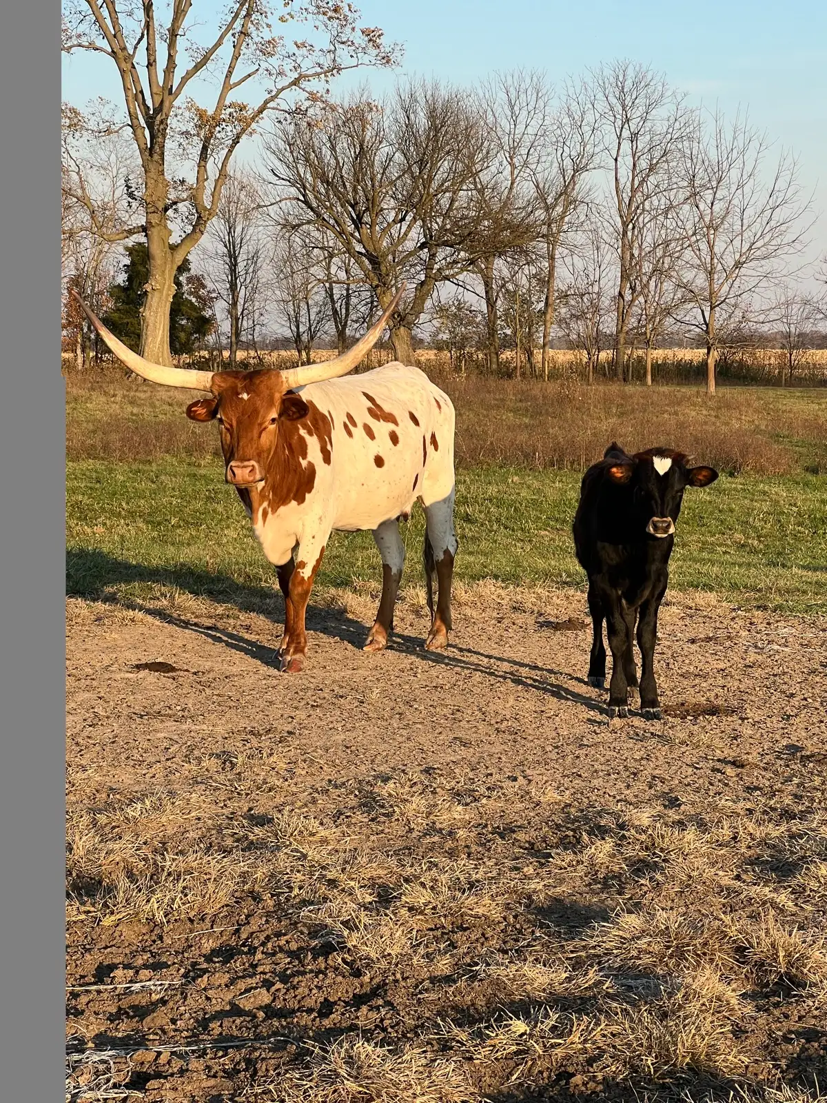 Calves We've Raised at Fun-EE Farm Longhorns