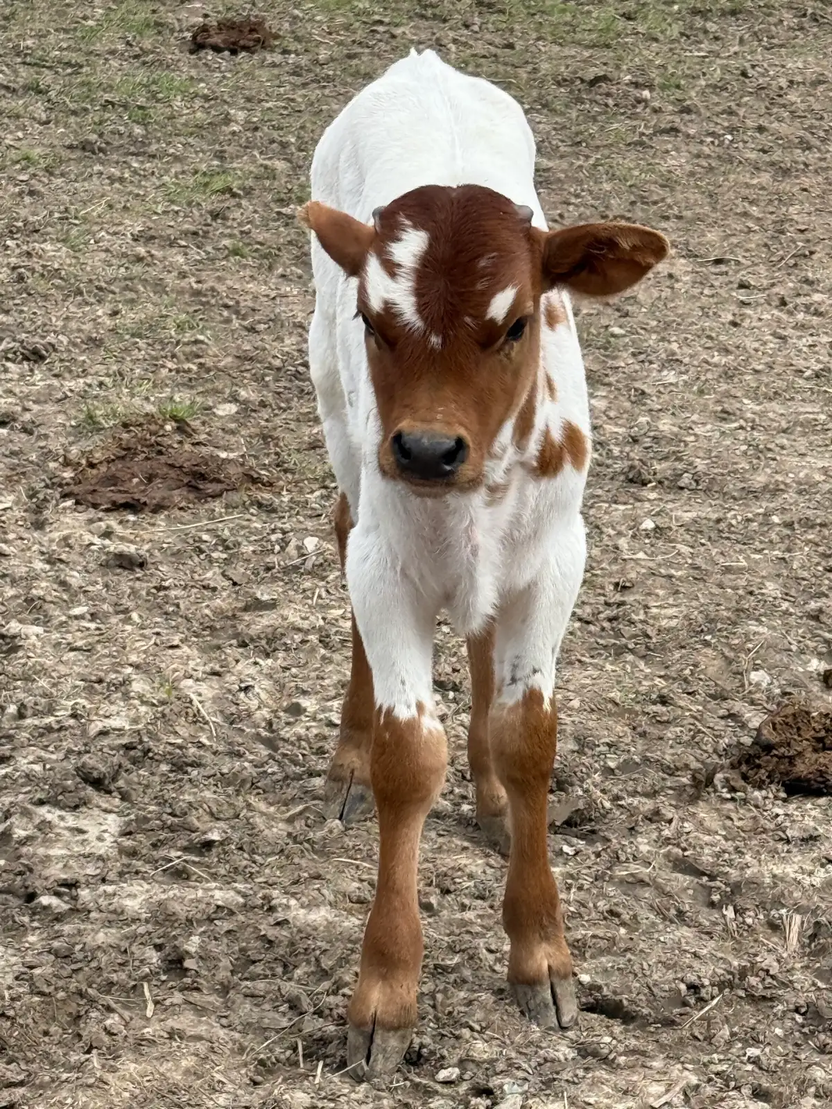 Calves We've Raised at Fun-EE Farm Longhorns