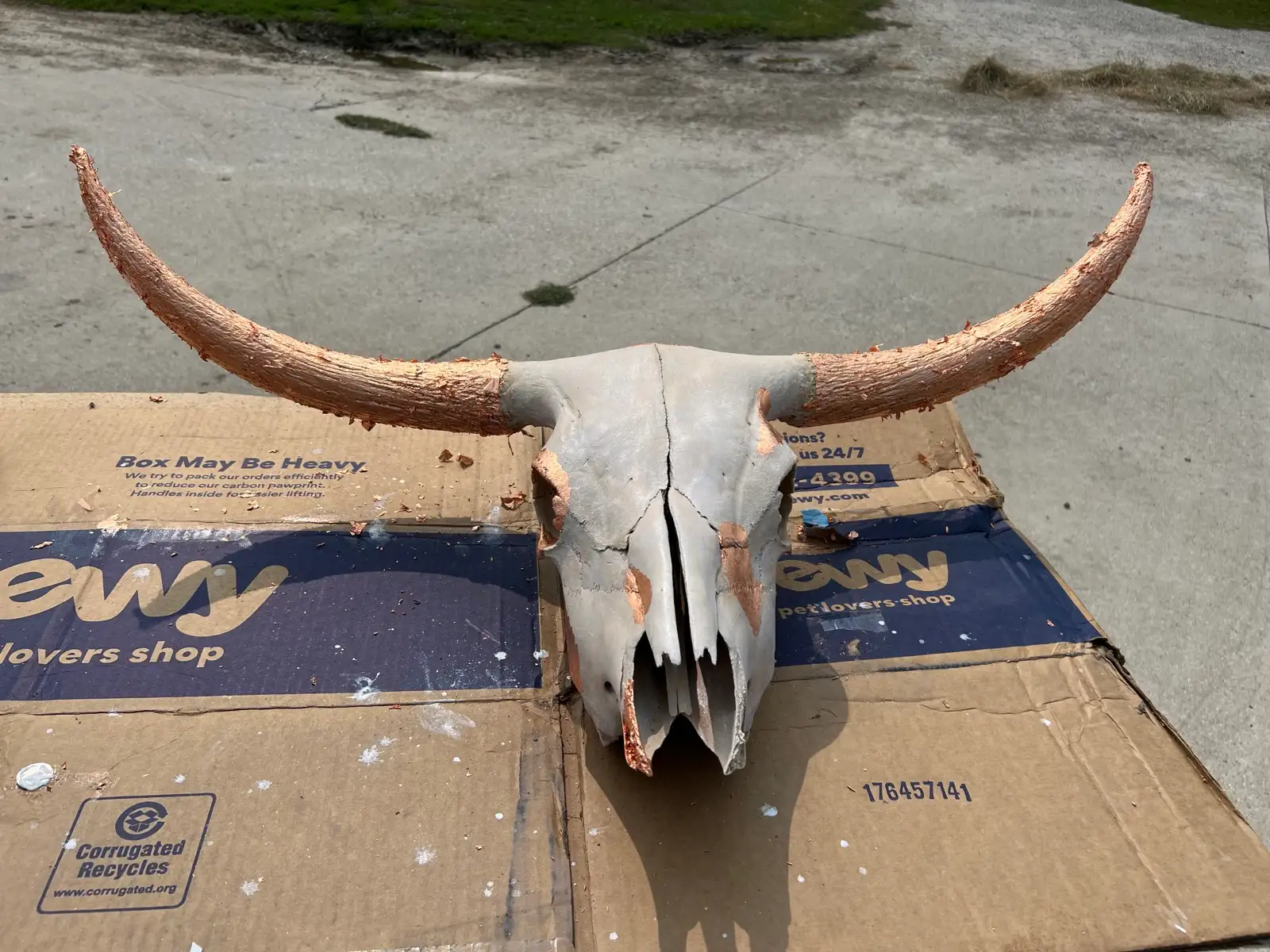 Shows & Skulls at Fun-EE Farm Longhorns