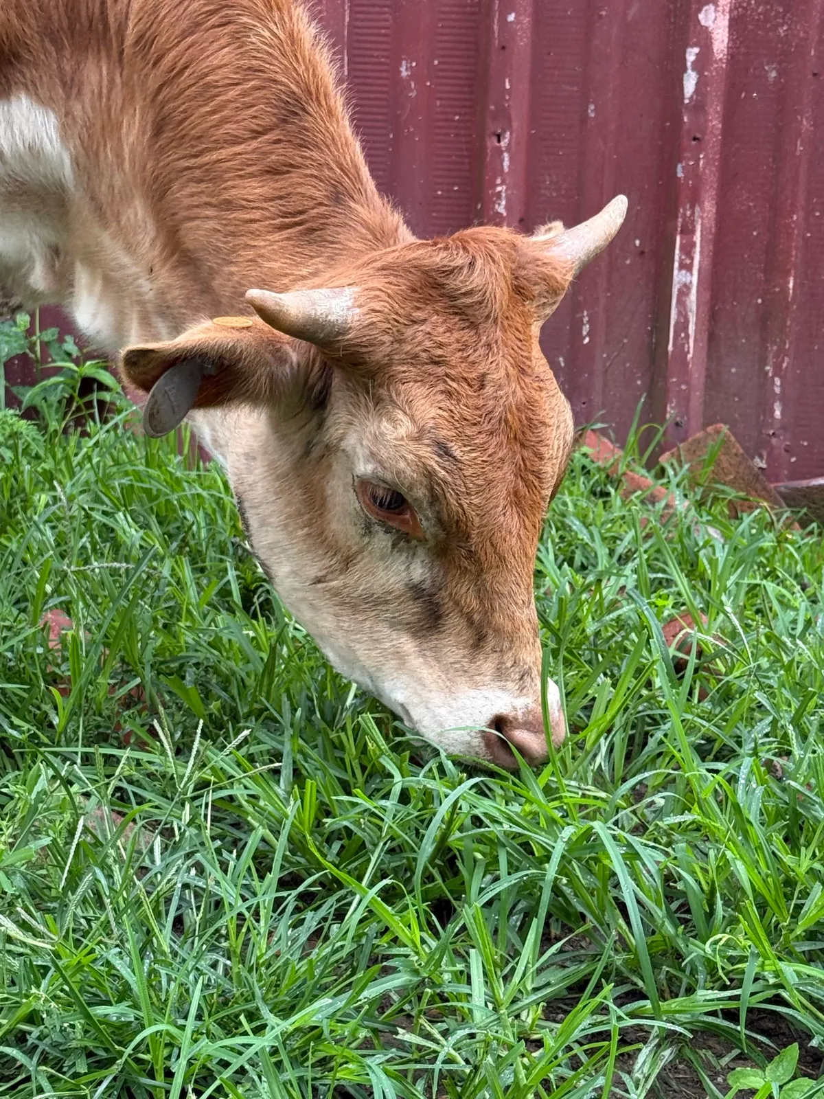 M.C. Joyful, young Texas Longhorn heifer