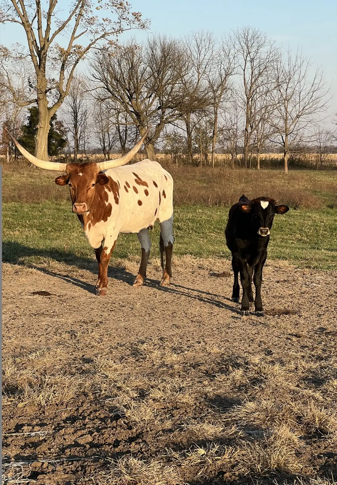 Calves We've Raised at Fun-EE Farm Longhorns