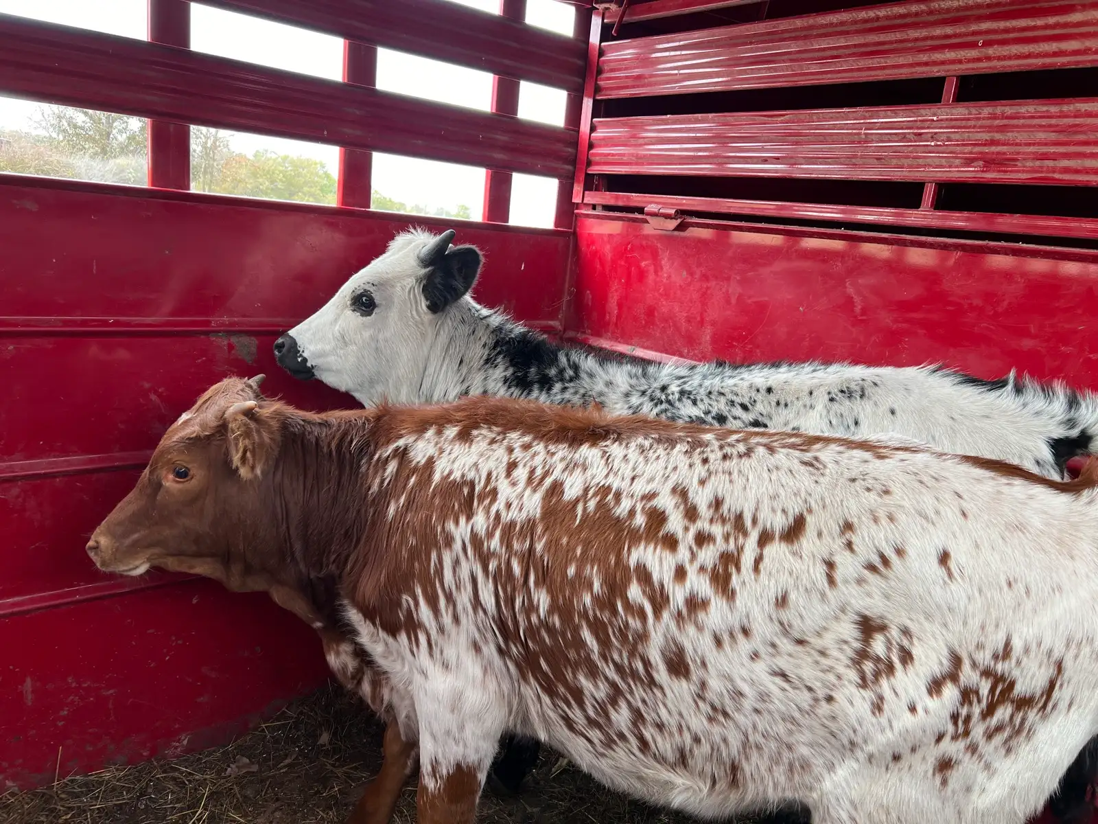 Life on the Farm at Fun-EE Farm Longhorns