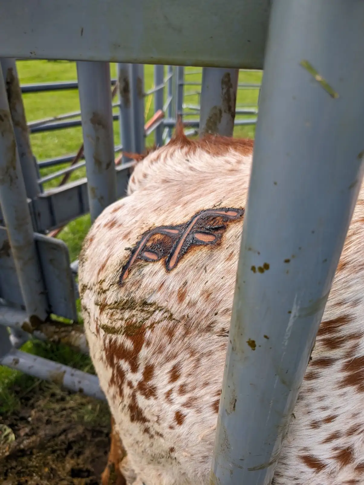 Life on the Farm at Fun-EE Farm Longhorns