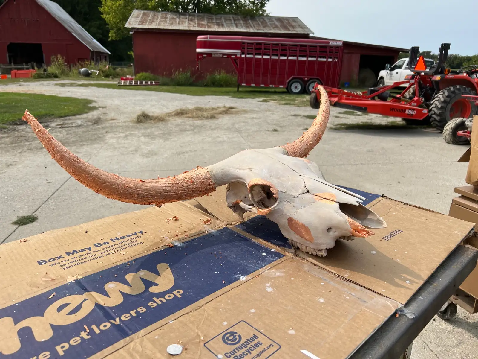 Shows & Skulls at Fun-EE Farm Longhorns