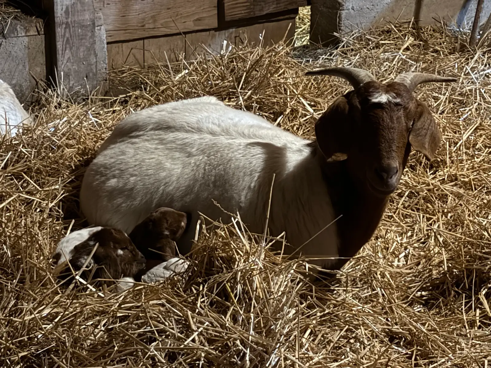The Goats at Fun-EE Farm Longhorns