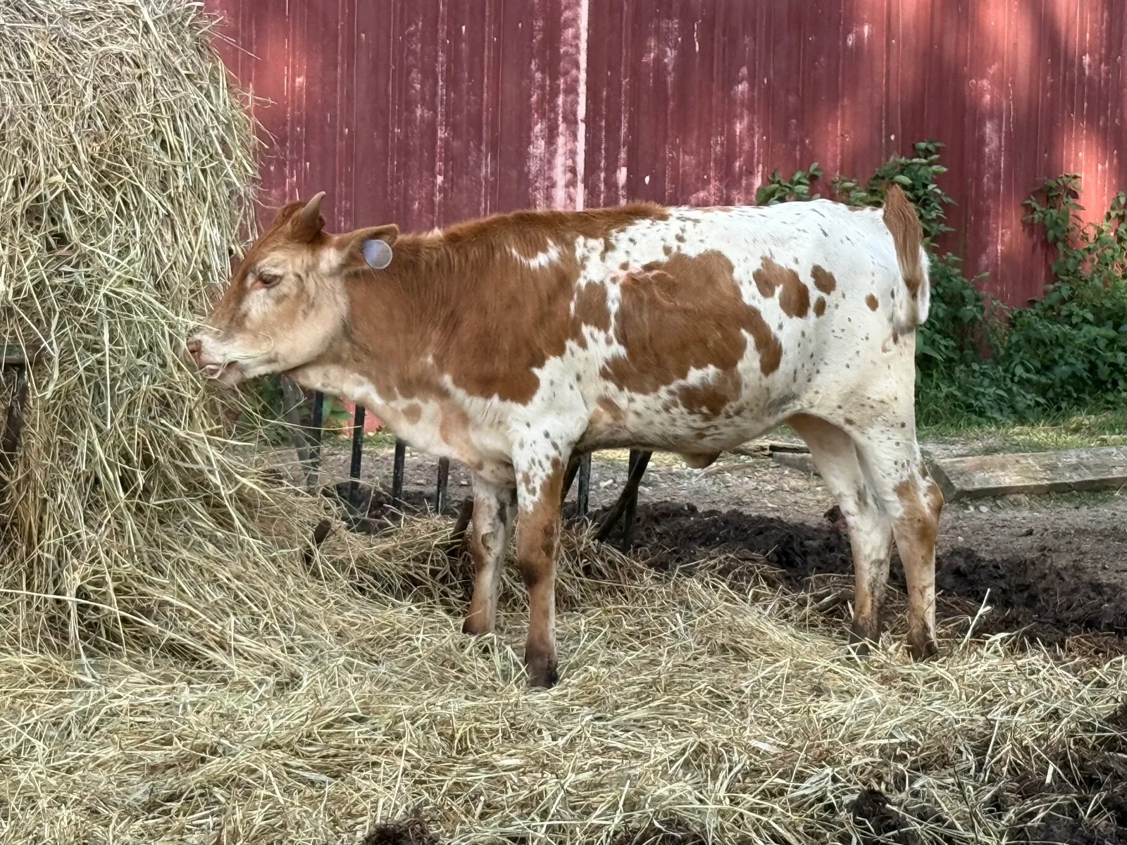 M.C. Joyful in the pasture at Fun-EE Farm